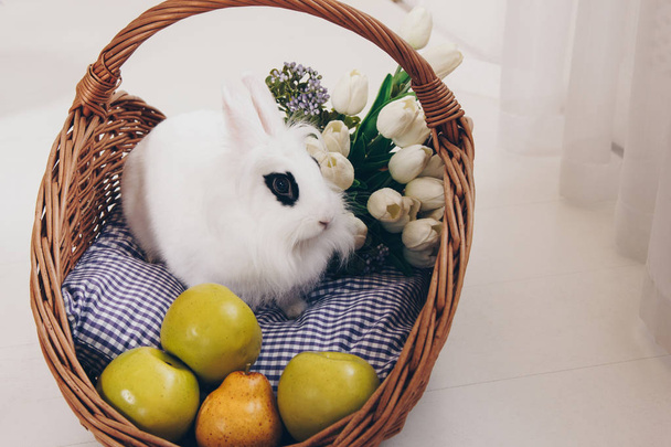 Conejo blanco esponjoso en cesta con flores y manzanas
 - Foto, imagen