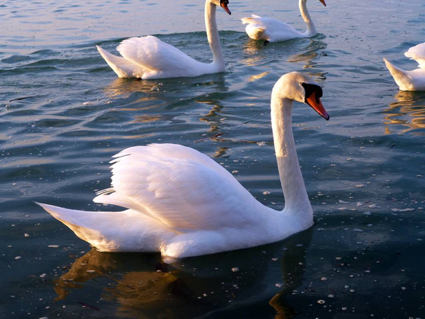 Swans swimming on the lake Balaton, Hungary - Photo, Image