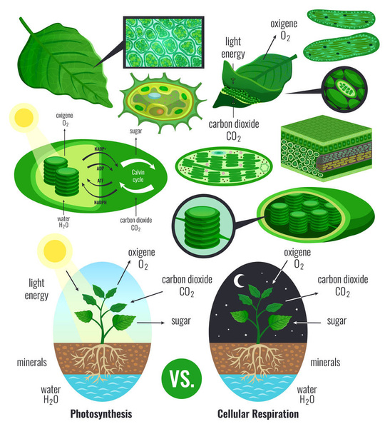 Biologische fotosynthese Infographic elementen - Vector, afbeelding