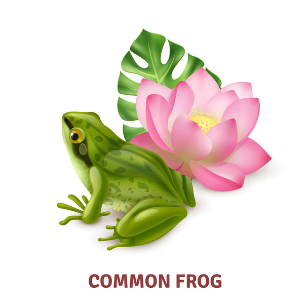 Realistic Frog Image  - Vector, Image