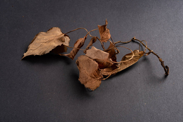faded leaf on a dark background - Zdjęcie, obraz