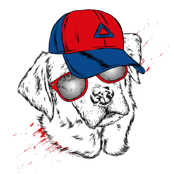Cute Dog in cap and glasses. Vector illustration. - Vector, Image