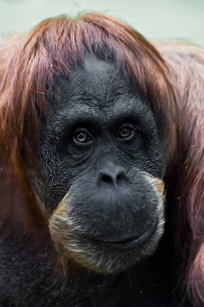 Face phlegmatic orangutan close-up - Fotoğraf, Görsel