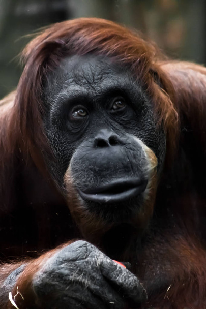 Face phlegmatic orangutan close-up - Фото, изображение