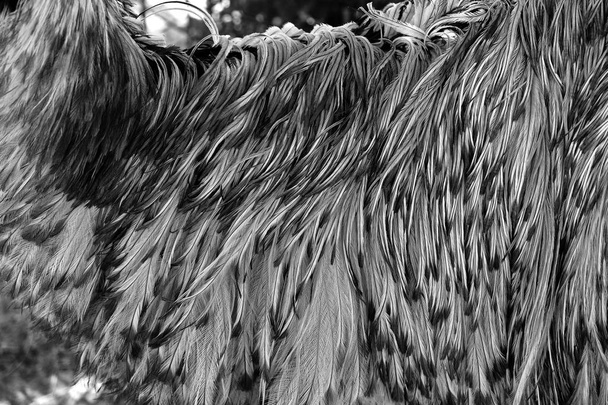 Nahaufnahme von Emufedern in schwarz und weiß, zeigt Textur von Vogelfedern. - Foto, Bild