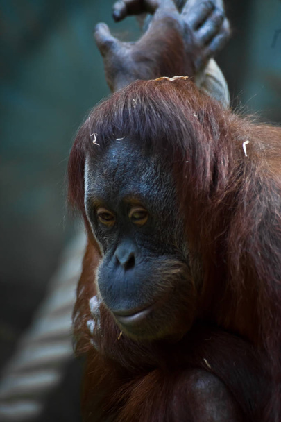 Phlegmatic orangutan orangutan yakın çekim phlegmat yüzü - Fotoğraf, Görsel