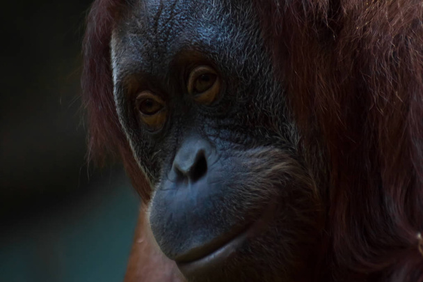 The face of the phlegmatic orangutan orangutan close-up phlegmat - Фото, изображение