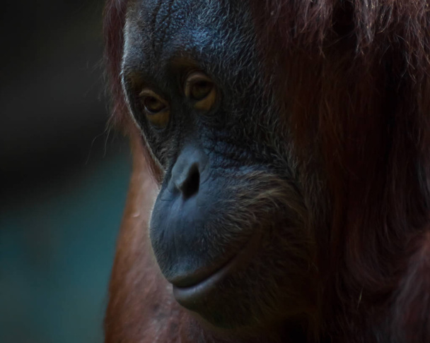 The face of the phlegmatic orangutan orangutan close-up phlegmat - Fotoğraf, Görsel