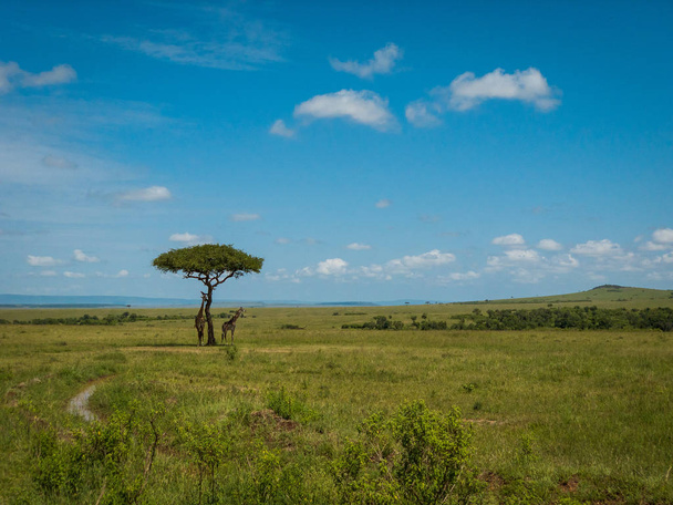 Сетчатая пара жирафов в Кении
 - Фото, изображение