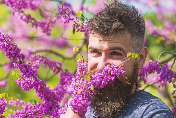 Hipster enjoy aroma of violet blossom. Man with beard and mustache on smiling face near flowers on sunny day. Perfumery and fragrance concept. Bearded man with fresh haircut sniffs bloom of judas tre - Foto, Imagen