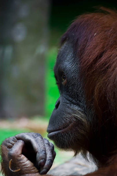 Sly monkey orangutan hiding something in a fist like a magician  - Fotoğraf, Görsel