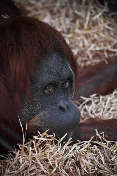 Clever orangutan, face  close-up. - Fotoğraf, Görsel