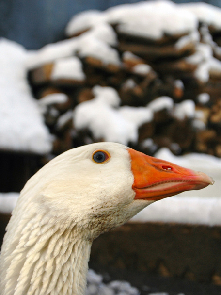 Retrato de ganso blanco
 - Foto, imagen
