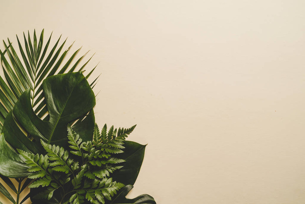 Тропічні пальмові листя з пробілом для копіювання
 - Фото, зображення