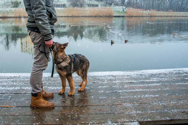 Cãozinho pastor alemão com proprietário no inverno
 - Foto, Imagem