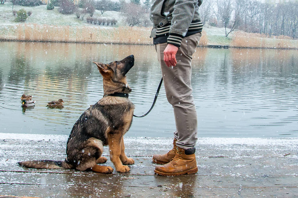 Schäferhund Welpe mit Besitzer im Winter - Foto, Bild