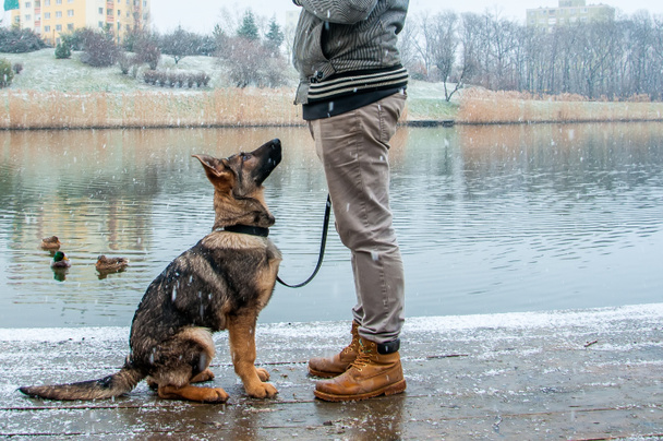 冬で所有者とジャーマン ・ シェパード子犬 - 写真・画像