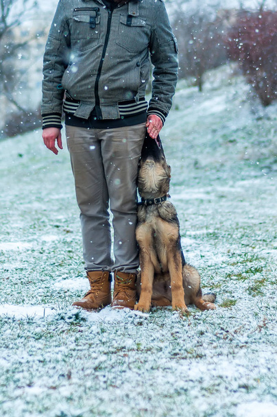 Schäferhundetraining im Winter - Foto, Bild