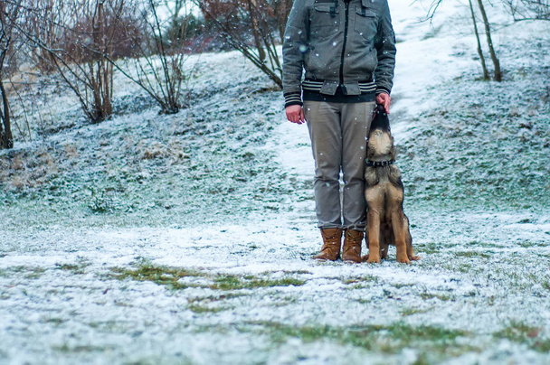 Alman çoban köpek eğitim, kış - Fotoğraf, Görsel