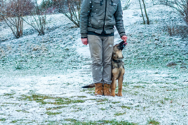 冬にジャーマン ・ シェパードの子犬のトレーニング - 写真・画像
