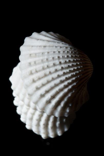 Sea shell isolated on black - Foto, Bild