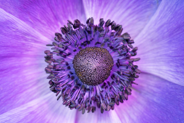 Piękny kwiat fioletowy, zbliżenie - Zdjęcie, obraz