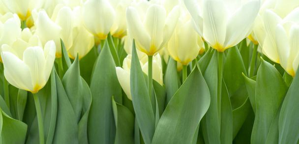 Beautiful white tulips. The beginning of the spring holidays - Photo, Image