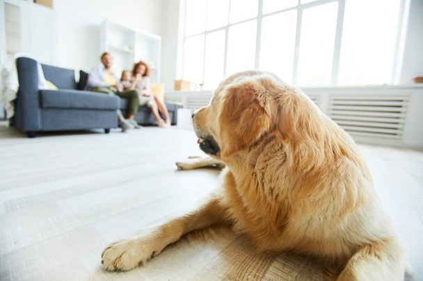 Young fluffy golden labrador lying on the floor and looking at family of three sitting on sofa on background - Photo, Image
