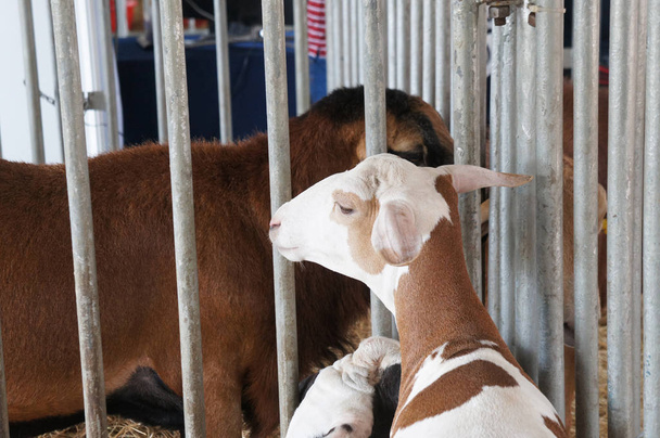 クアラルンプール、マレーシア-2017 年 9 月 30 日: 選択した品種の家畜からヤギ、ブリーダーに販売するケージに配置されます. - 写真・画像