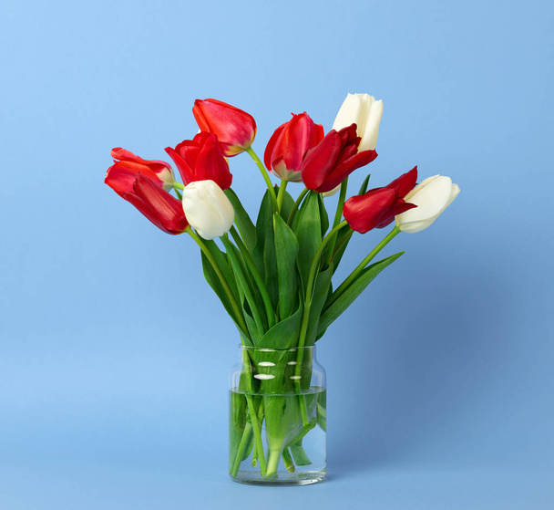 flores de tulipán están en un jarrón sobre fondo azul
 - Foto, imagen