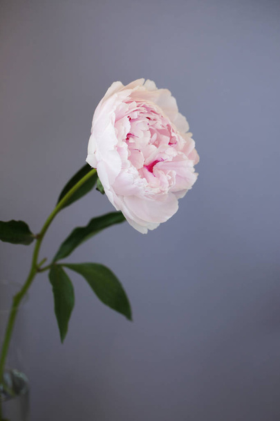Peony pink flower close up beautiful macro photo - Valokuva, kuva