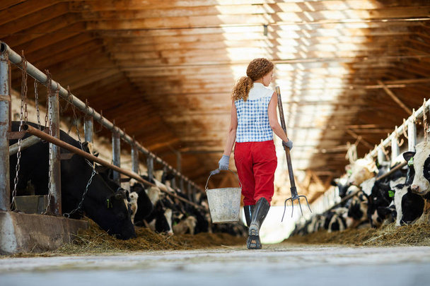 Вид сзади на одного из работников фермы с ведром и вилами, проходящих мимо конюшни с коровами
 - Фото, изображение
