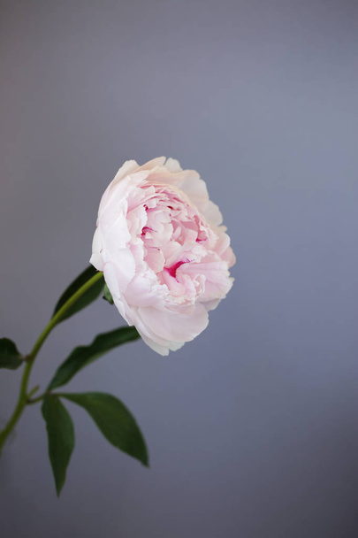 Peony pink flower close up beautiful macro photo - Foto, immagini
