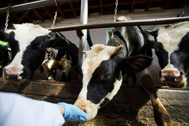 Κοντά σε μη αναγνωρίσιμο εργαζόμενο χαϊδεύοντας υγιείς μαύρες και λευκές αγελάδες σε στάβλους της σύγχρονης γαλακτοκομικής φάρμας, αντίγραφο χώρου - Φωτογραφία, εικόνα