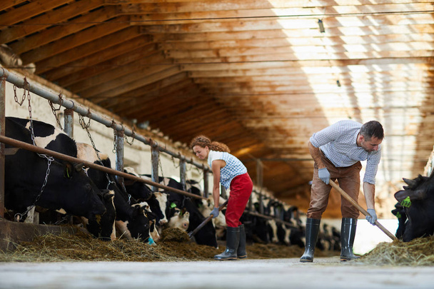 Retrato de gran angular de parejas maduras trabajando juntas en la limpieza de establos de vacas y alimentando vacas, espacio para copiar
 - Foto, imagen