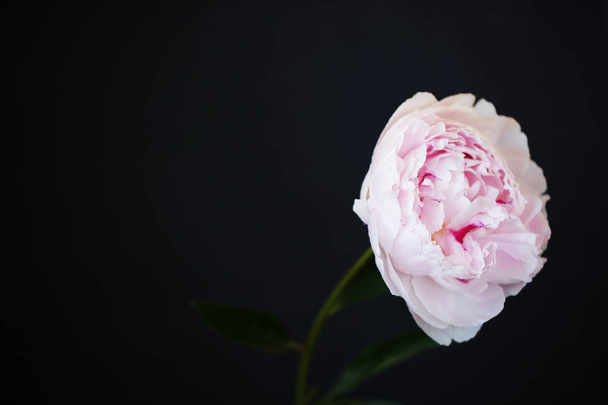 Peony pink flower close up beautiful macro photo - Zdjęcie, obraz