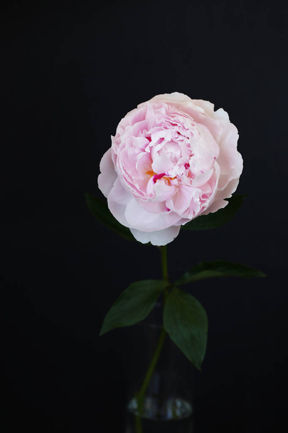 Şakayık Pembe çiçek kadar güzel makro fotoğraf kapatmak - Fotoğraf, Görsel