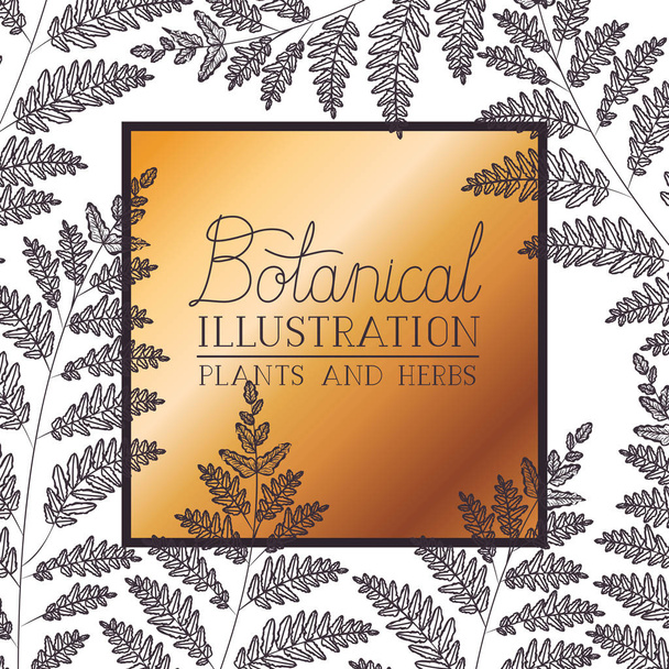 ботаническая иллюстрационная этикетка с растениями и травами
 - Вектор,изображение