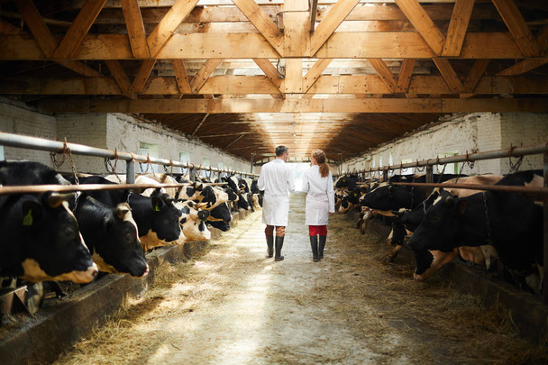 Vista posterior retrato de dos trabajadores agrícolas modernos con batas de laboratorio caminando por fila de vacas en cobertizo inspeccionando el ganado, espacio de copia
 - Foto, Imagen