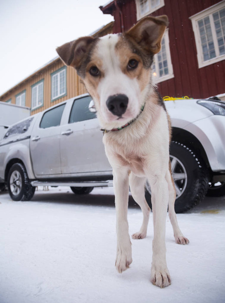 アラスカのハスキーそり犬そり引きを待っています。冬の犬のスポーツ。長距離犬そりレースの前に犬。ノルウェー、ヨーロッパ. - 写真・画像