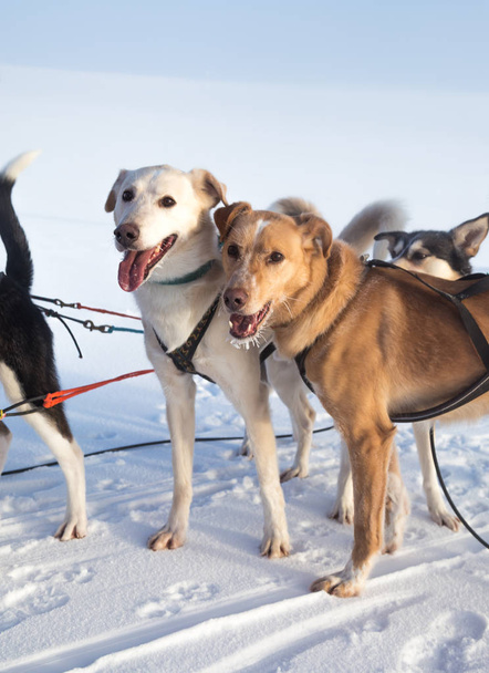 Güzel Alaska husky köpek kış güneşli bir günde zevk. Kızak köpekleri Norveç kışın. - Fotoğraf, Görsel