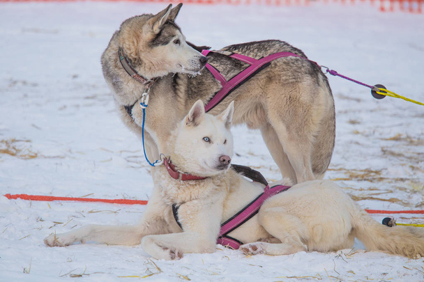 Alaskan husky kızak köpekleri kızak çekme için bekliyor. Kışın köpek spor. Uzun mesafe kızak köpeği yarıştan önce köpekler. Norveç, Europe. - Fotoğraf, Görsel