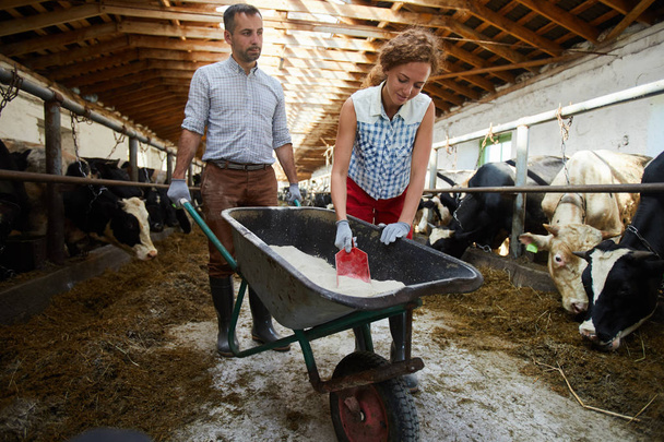 Yksi viljelijä ottaa ravintolisä ostoskorista ruokkiessaan lehmiä vakaa
 - Valokuva, kuva