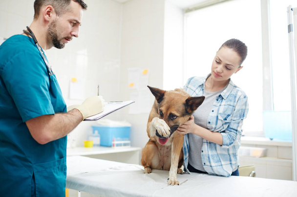 Χαριτωμένο ποιμενικό σκυλί κρατώντας το πόδι στο φίμωτρο ενώ κοιτάζοντας κτηνίατρο - Φωτογραφία, εικόνα