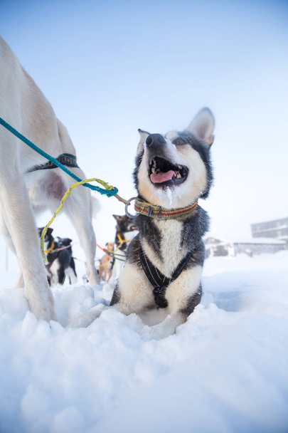 Bir kızak köpek, alsakan Norveç'te kızak köpek yarışı sırasında husky güzel bir portresi. Mutlu bir kızak köpeği çekerek closeup. - Fotoğraf, Görsel