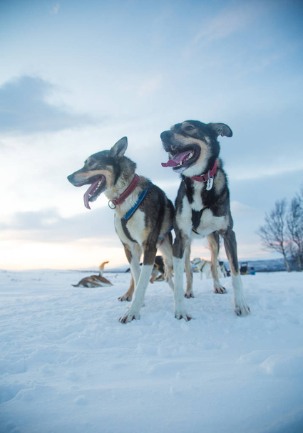 Bir kızak köpek, alsakan Norveç'te kızak köpek yarışı sırasında husky güzel bir portresi. Mutlu bir kızak köpeği çekerek closeup. - Fotoğraf, Görsel