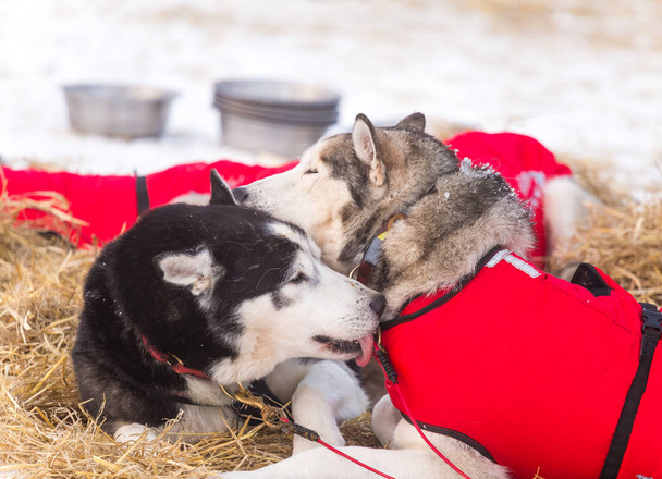 美しいアラスカのハスキー犬をノルウェーで長距離のそり犬レース中に休憩します。雪の中の犬. - 写真・画像
