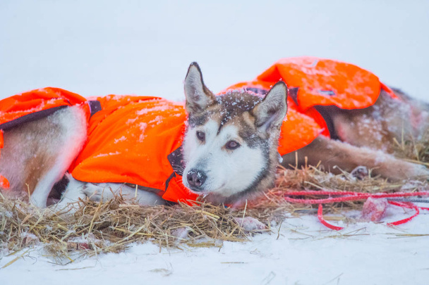 Güzel Alaska husky köpekleri Norveç'te bir uzun mesafe kızak köpek yarışı sırasında dinlenme. Kar köpekleri. - Fotoğraf, Görsel