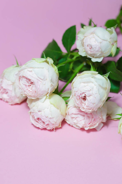 Beautiful pink roses close up macro flowers photo - Foto, immagini