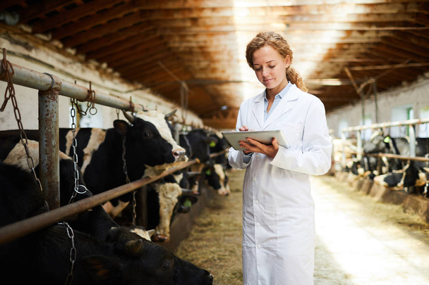 Mujer joven en whitecoat de pie junto a vaca estable y en busca de datos sobre el ganado en la red
 - Foto, imagen